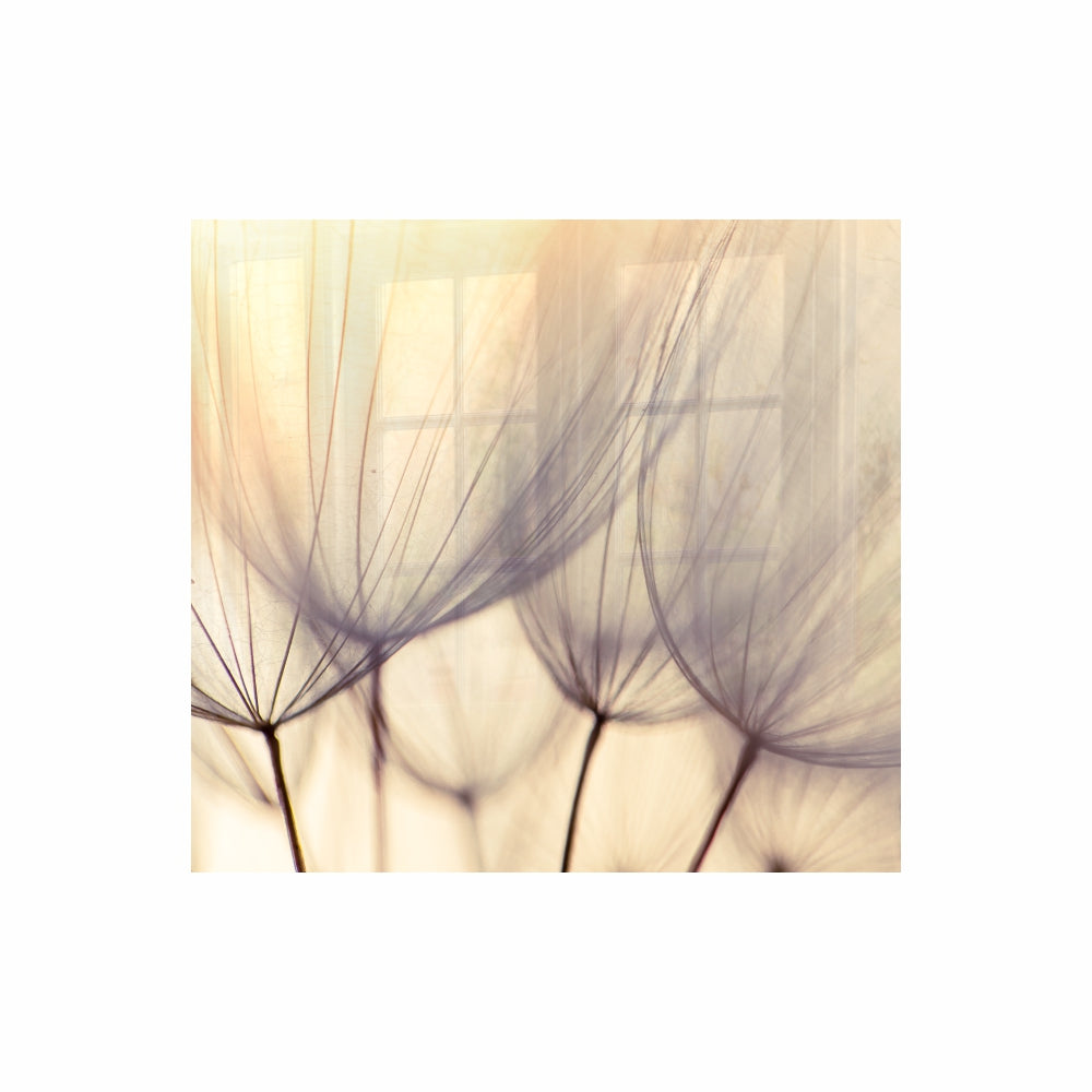 Parrot Dandelion Floret Hob Splashback (598 X 650 X 6mm) - SB6065DF